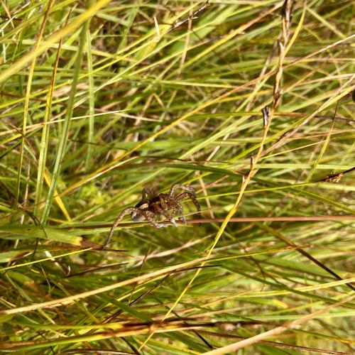 Piller Moor 17